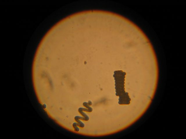 spiruline au microscope