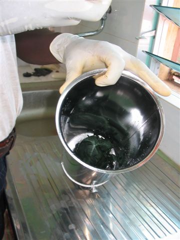 spiruline